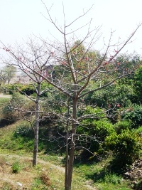 Пурана Кила. Цветущие деревья без листьев