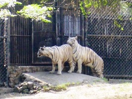 Делийский зоопарк. Любовь