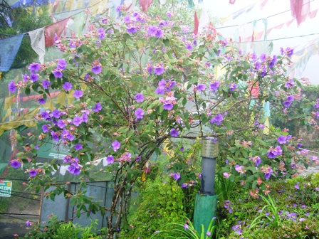 цветы Гангтока