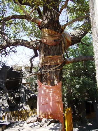 священное дерево