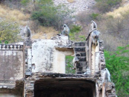 Храм Обезьян