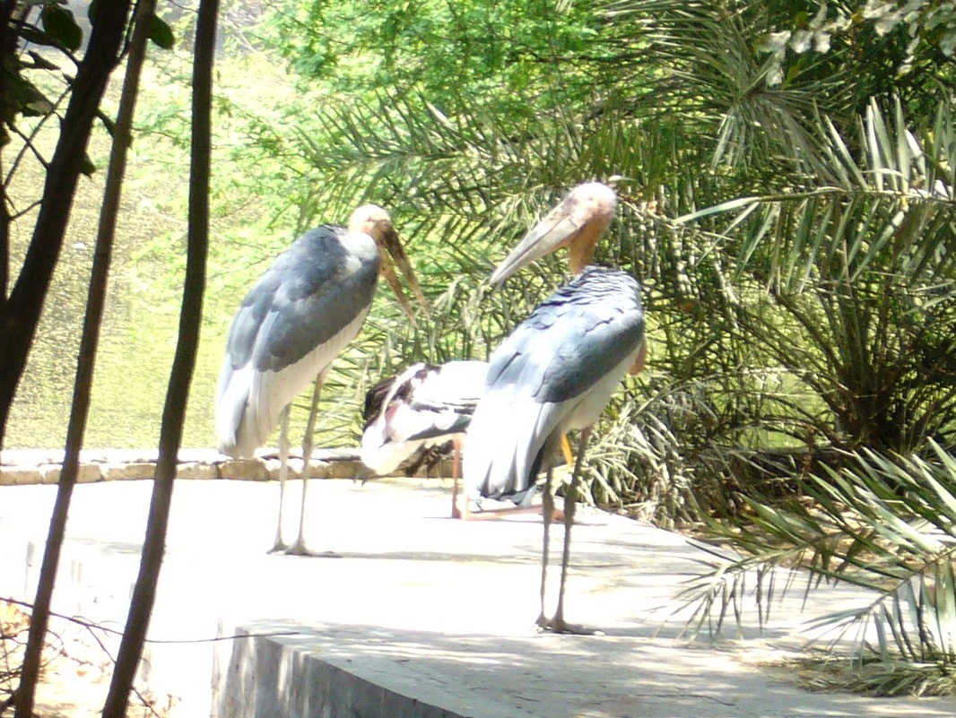 Делийский зоопарк, птицы