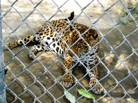 Делийский зоопарк, леопард