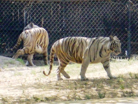 Делийский зоопарк, бенгальские тигры